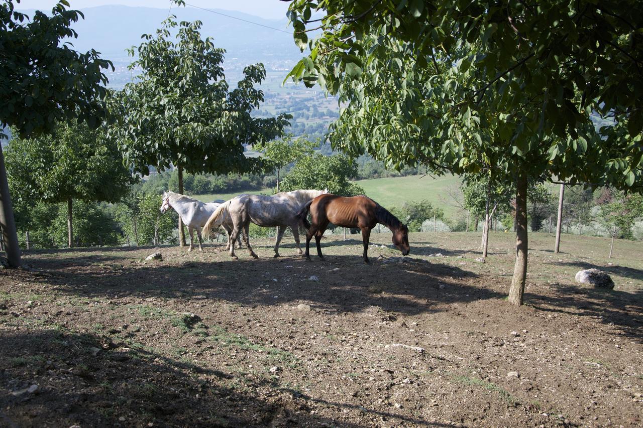 Fattoria Alvaneta Padula Exterior foto